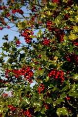 EUROPEAN HOLLY ilex aquifolium WITH RED BERRIES, NORMANDY IN FRANCE