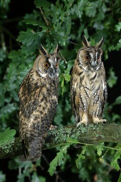 LONG-EARED OWL asio otus, ADULTS STANDING ON BRANCH