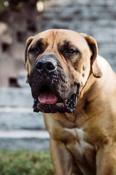 Boerboel, a South African Mastiff