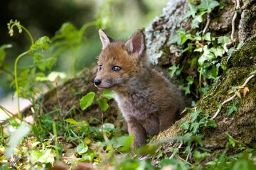 RED FOX vulpes vulpes, PUP STANDING AT DEN ENTRANCE, NORMANDY IN FRANCE