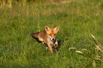 RED FOX vulpes vulpes, ADULT STANDING ON GRASS, NORMANDY IN FRANCE