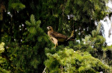 RED-TAILED HAWK buteo jamaicensis, ADULT STANDING ON BRANCH