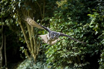 GREAT GREY OWL strix nebulosa, ADULT IN FLIGHT