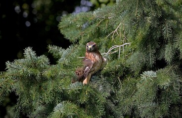 RED-TAILED HAWK buteo jamaicensis, ADULT STANDING ON BRANCH