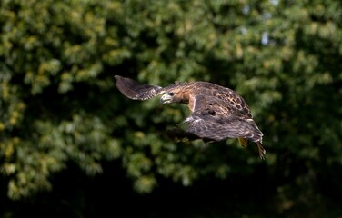RED-TAILED HAWK buteo jamaicensis, ADULT IN FLIGHT