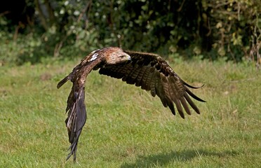 IMPERIAL EAGLE aquila heliaca, ADULT IN FLIGHT