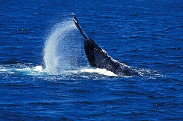 Fototapeta premium HUMPBACK WHALE megaptera novaeangliae, LOB-TAILING BEHAVIOR, BEATING TAIL AGAINST WATERS SURFACE, ALASKA