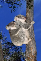 KOALA phascolarctos cinereus, MOTHER CARRYING JOEY ON ITS BACK, AUSTRALIA
