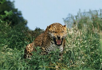 LEOPARD panthera pardus, ADULT SNARLING IN THREAT POSTURE