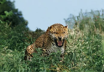 Fotobehang Luipaard LEOPARD panthera pardus, ADULT SNARLING IN THREAT POSTURE  © slowmotiongli