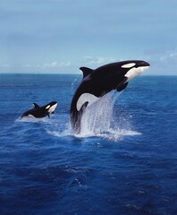 KILLER WHALE orcinus orca, MOTHER AND CALF LEAPING - obrazy, fototapety, plakaty
