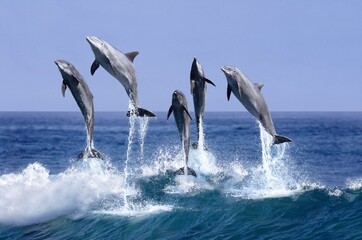 BOTTLENOSE DOLPHIN tursiops truncatus, GROUP LEAPING OUT OF THE WATER, HONDURAS