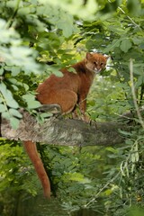 JAGUARUNDI herpailurus yaguarondi, ADULT STANDING ON BRANCH