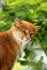 JAGUARUNDI herpailurus yaguarondi, PORTRAIT OF ADULT © slowmotiongli
