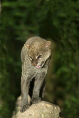 JAGUARUNDI herpailurus yaguarondi, ADULT STANDING ON ROCK