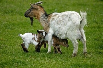 PYGMY GOAT OR DWARF GOAT capra hircus, MOTHER WITH KID