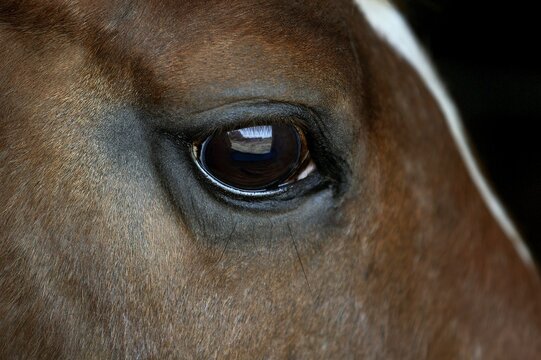 HEAD OF HORSE, CLOSE-UP OF EYE