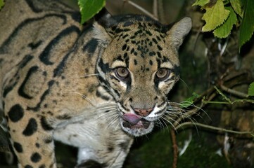 CLOUDED LEOPARD neofelis nebulosa, PORTRAIT OF ADULT WITH TONGUE OUT