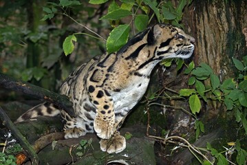 CLOUDED LEOPARD neofelis nebulosa, ADULT