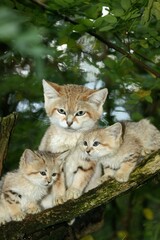 Obraz premium SAND CAT felis margarita, MOTHER WITH CUB
