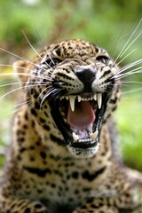 SRI LANKAN LEOPARD panthera pardus kotiya, PORTRAIT OF ADULT WITH OPEN MOUTH IN THREAT POSTURE