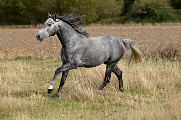 LUSITANO HORSE GALLOPING THROUGH MEADOW