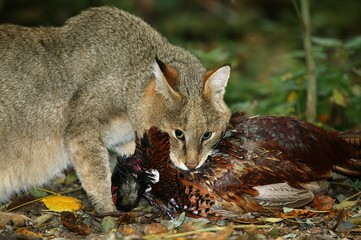 JUNGLE CAT felis chaus, ADULT WITH COMMON PHEASANT KILL