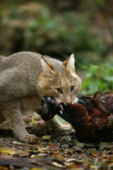 JUNGLE CAT felis chaus, ADULT WITH COMMON PHEASANT KILL