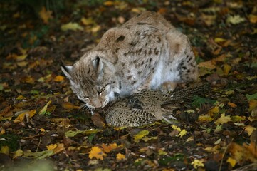 EUROPEAN LYNX felis lynx, ADULT WITH A COMMON PHEASANT KILL