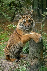 SUMATRAN TIGER panthera tigris sumatrae, ADULT STANDING ON HIND LEGS