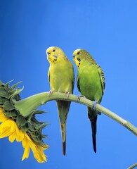 BUDGERIGAR melopsittacus undulatus, PAIR STANDING ON SUNFLOWER