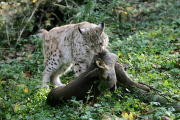 EUROPEAN LYNX felis lynx, ADULT WITH A ROE DEER KILL