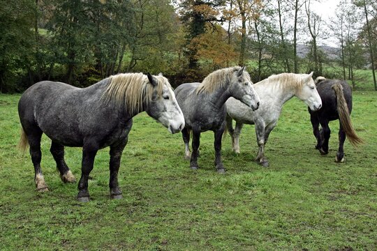 PERCHERON HORSES, HERD STANDING IN MEADOW, NORMANDY