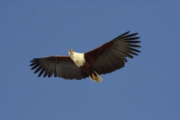 Fototapeta premium AFRICAN FISH-EAGLE haliaeetus vocifer, ADULT IN FLIGHT, BARINGO LAKE IN KENYA