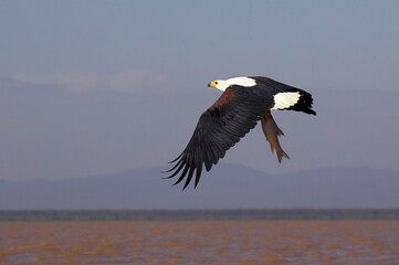 AFRICAN FISH-EAGLE haliaeetus vocifer, ADULT IN FLIGHT WITH FISH IN CLAWS, BARINGO LAKE IN KENYA