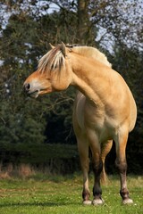 NORWEGIAN FJORD HORSE, ADULT STANDING ON GRASS