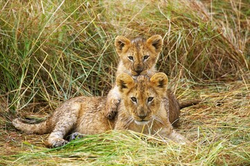AFRICAN LION panthera leo, CUB LAYING, MASAI MARA PARK IN KENYA