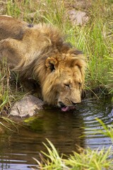 Obraz na płótnie Canvas AFRICAN LION panthera leo, MALE DRINKING AT WATER HOLE, MASAI MARA PARK IN KENYA