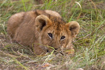 AFRICAN LION panthera leo, CUB LAYING DOWN, MASAI MARA PARK IN KENYA