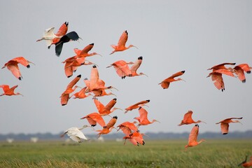 SCARLET IBIS eudocimus ruber, GROUP IN FLIGHT, LOS LIANOS IN VENEZUELA