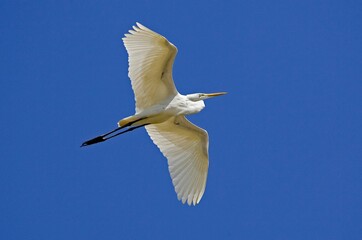 GREAT WHITE EGRET casmerodius albus, ADULT IN FLIGHT, LOS LIANOS IN VENEZUELA