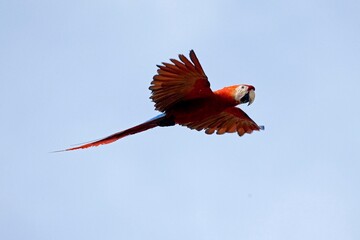 SCARLET MACAW ara macao, ADULT IN FLIGHT, LOS LIANOS IN VENEZUELA