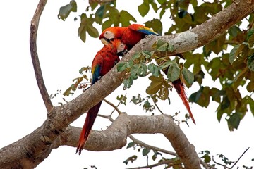 SCARLET MACAW ara macao, PAIR GROOMING, LOS LIANOS IN VENEZUELA © slowmotiongli