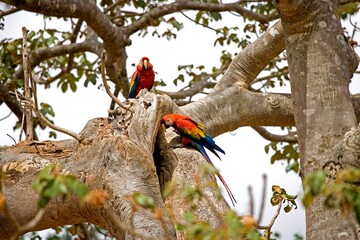 SCARLET MACAW ara macao, PAIR STANDING AT NEST ENTRANCE, LOS LIANOS IN VENEZUELA © slowmotiongli