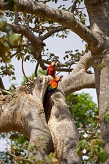 SCARLET MACAW ara macao, PAIR STANDING AT NEST ENTRANCE, LOS LIANOS IN VENEZUELA © slowmotiongli