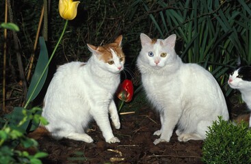 TURKKISH VAN DOMESTIC CAT, ONE OF THEM HAS DIFFERENT COLOURED EYES