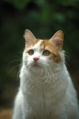 TURKISH VAN DOMESTIC CAT, PORTRAIT OF ADULT