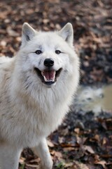 Obraz premium ARCTIC WOLF canis lupus tundrarum, PORTRAIT OF ADULT WITH OPEN MOUTH