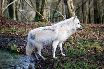 ARCTIC WOLF canis lupus tundrarum, ADULT NEAR WATER HOLE