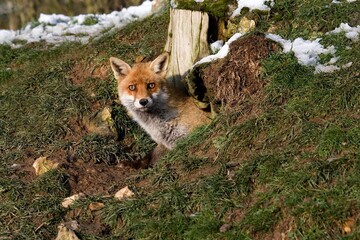 RED FOX vulpes vulpes, ADULT STANDING AT DEN ENTRANCE, NORMANDY IN FRANCE